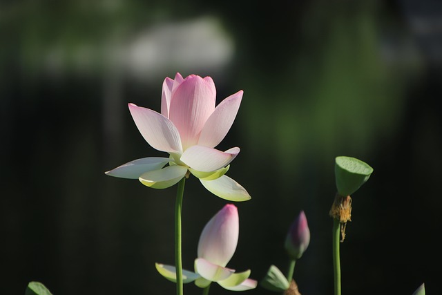 Introduction to the Integral Yoga of Sri Aurobindo and the Mother